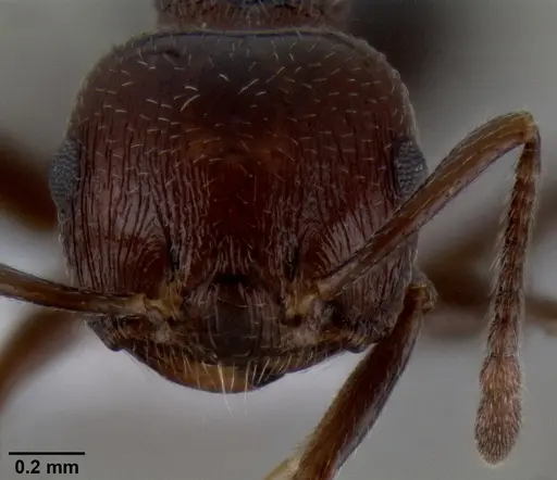 Crematogaster subnuda specimen CASENT0193690 image casent0193690_2