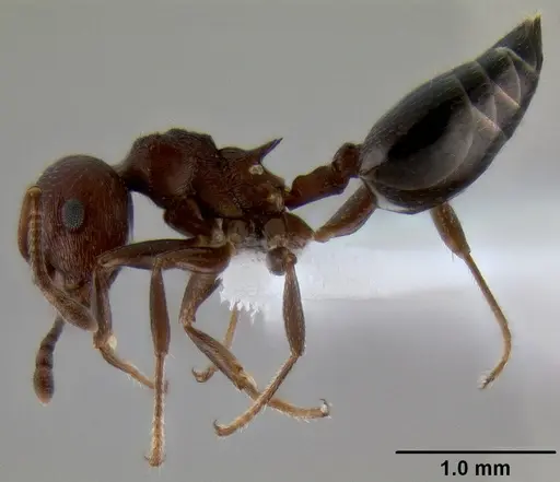 Crematogaster subnuda specimen CASENT0193690 image casent0193690_3