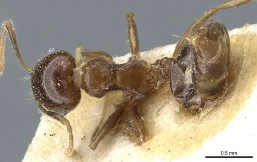 Crematogaster subnuda specimen CASENT0904488 image casent0904488_1
