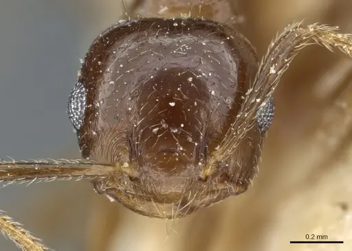 Crematogaster subnuda specimen CASENT0904488 image casent0904488_2
