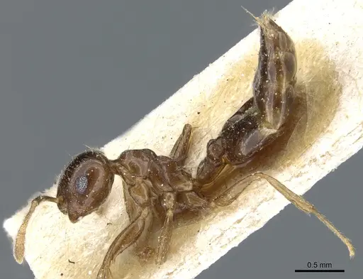 Crematogaster subnuda specimen CASENT0904488 image casent0904488_3