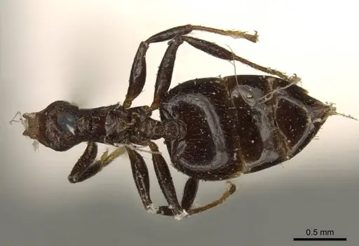 Crematogaster subnuda specimen CASENT0919689 image casent0919689_1