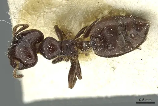 Crematogaster subtonsa specimen CASENT0912761 image casent0912761_1