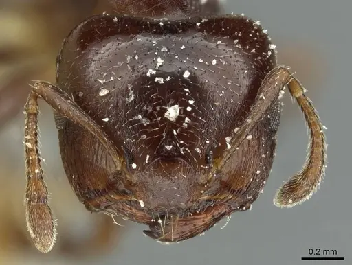 Crematogaster subtonsa specimen CASENT0912761 image casent0912761_2