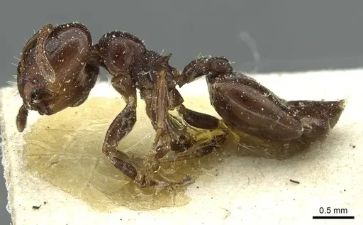 Crematogaster subtonsa specimen CASENT0912761 image casent0912761_3