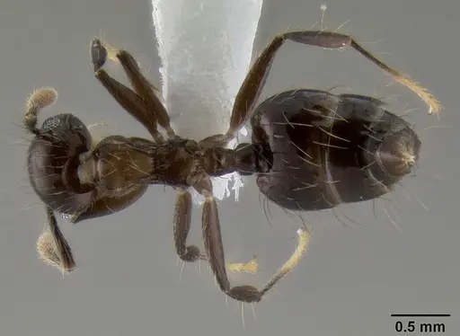 Crematogaster sumichrasti specimen CASENT0193773 image casent0193773_1
