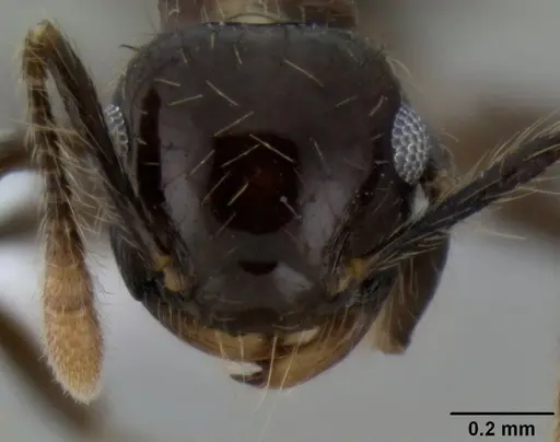 Crematogaster sumichrasti specimen CASENT0193773 image casent0193773_2
