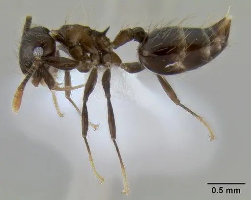 Crematogaster sumichrasti specimen CASENT0193773 image casent0193773_3