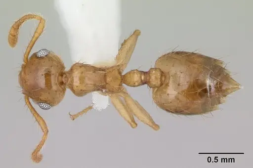 Crematogaster sumichrasti specimen CASENT0603544 image casent0603544_1
