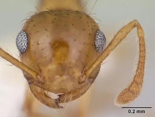 Crematogaster sumichrasti specimen CASENT0603544 image casent0603544_2