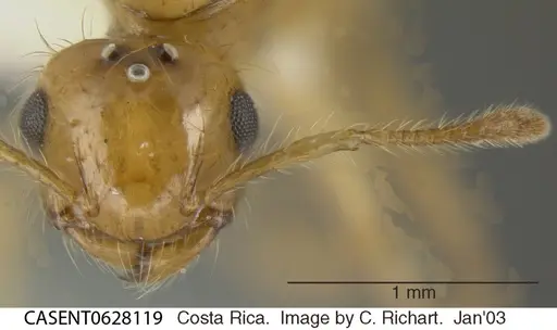Crematogaster sumichrasti specimen CASENT0628119 image casent0628119_1