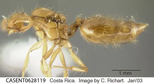 Crematogaster sumichrasti specimen CASENT0628119 image casent0628119_2