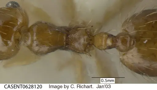 Crematogaster sumichrasti specimen CASENT0628120 image casent0628120_1