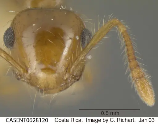 Crematogaster sumichrasti specimen CASENT0628120 image casent0628120_2
