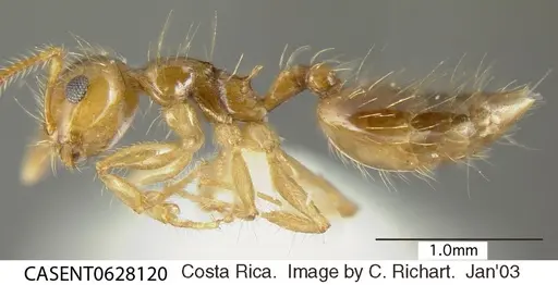 Crematogaster sumichrasti specimen CASENT0628120 image casent0628120_3