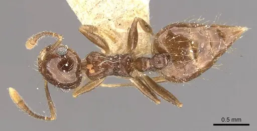 Crematogaster sumichrasti specimen CASENT0908442 image casent0908442_1