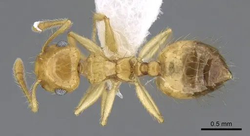 Crematogaster sumichrasti specimen CASENT0914647 image casent0914647_1