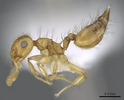 Crematogaster sumichrasti specimen CASENT0914647 image casent0914647_3
