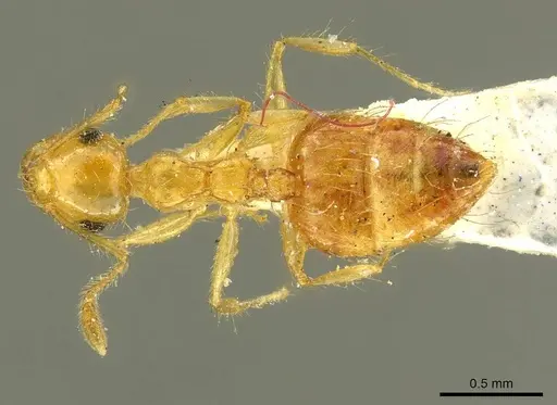 Crematogaster sumichrasti specimen CASENT0916118 image casent0916118_1