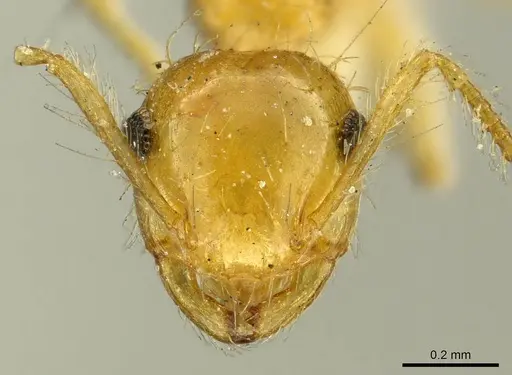 Crematogaster sumichrasti specimen CASENT0916118 image casent0916118_2