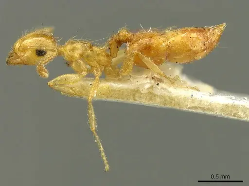 Crematogaster sumichrasti specimen CASENT0916118 image casent0916118_3