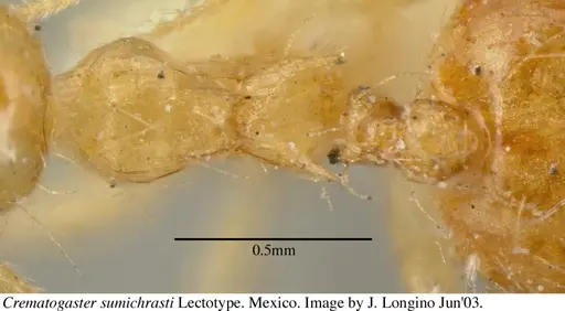 Crematogaster sumichrasti specimen JTL056078 image jtl056078_1