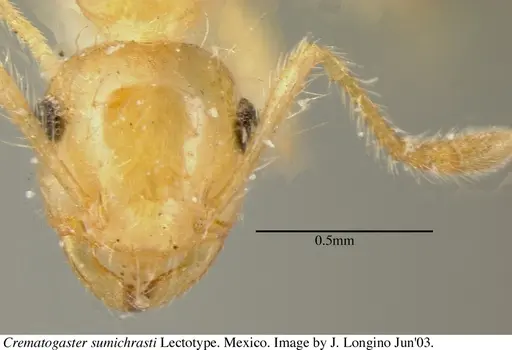 Crematogaster sumichrasti specimen JTL056078 image jtl056078_2