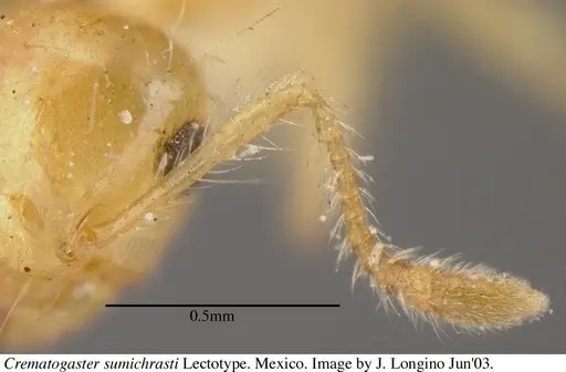 Crematogaster sumichrasti specimen JTL056078 image jtl056078_3