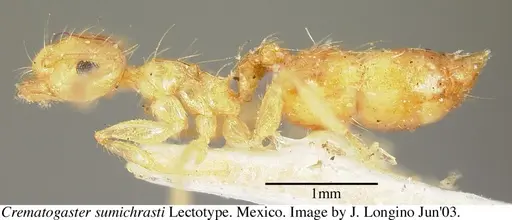 Crematogaster sumichrasti specimen JTL056078 image jtl056078_4