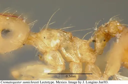 Crematogaster sumichrasti specimen JTL056078 image jtl056078_5