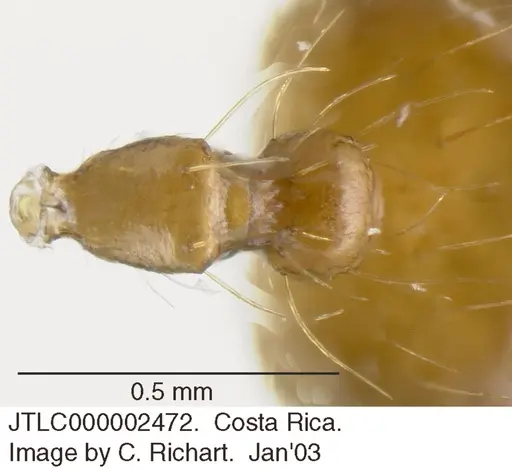 Crematogaster sumichrasti specimen JTLC000002472 image jtlc000002472_1