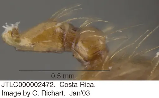 Crematogaster sumichrasti specimen JTLC000002472 image jtlc000002472_2