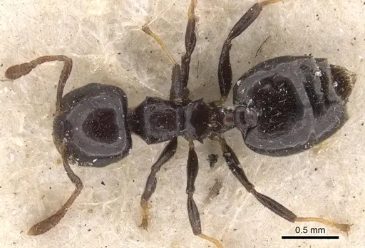 Crematogaster tarsata specimen CASENT0901446 image casent0901446_1