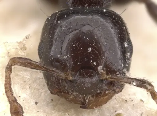 Crematogaster tarsata specimen CASENT0901446 image casent0901446_2