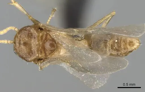 Crematogaster tavaratra specimen CASENT0110524 image casent0110524_1