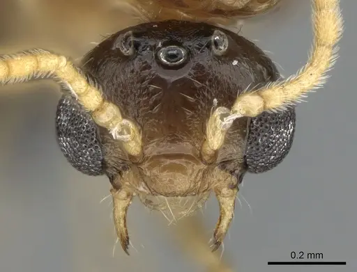 Crematogaster tavaratra specimen CASENT0110524 image casent0110524_2