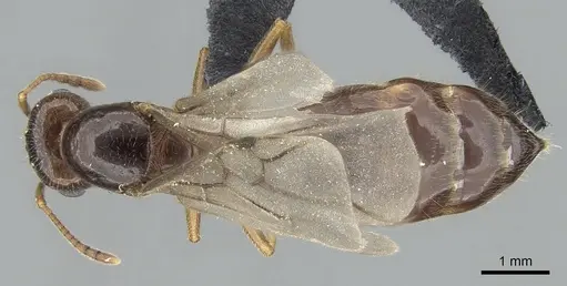 Crematogaster tavaratra specimen CASENT0317694 image casent0317694_1