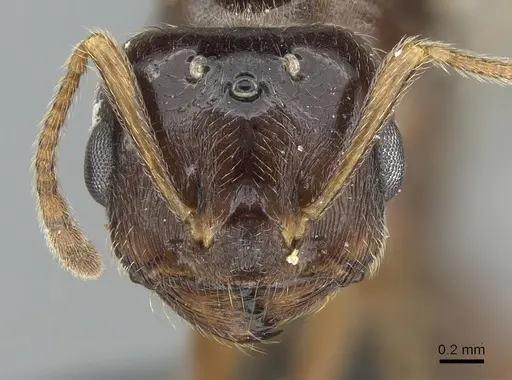 Crematogaster tavaratra specimen CASENT0317694 image casent0317694_2