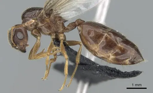 Crematogaster tavaratra specimen CASENT0317694 image casent0317694_3
