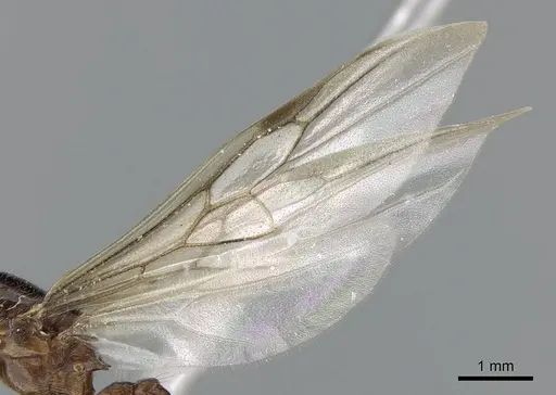 Crematogaster tavaratra specimen CASENT0317694 image casent0317694_4