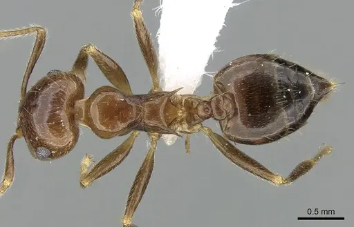Crematogaster tavaratra specimen CASENT0436456 image casent0436456_1