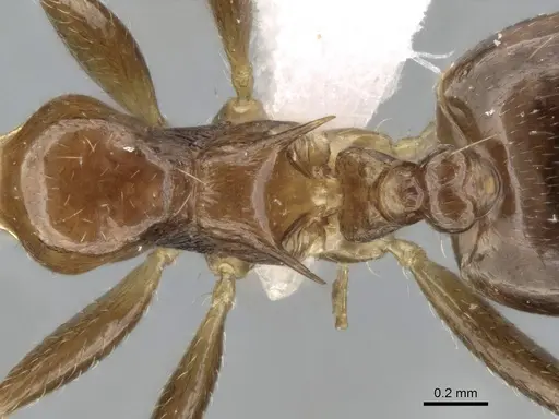 Crematogaster tavaratra specimen CASENT0436456 image casent0436456_2