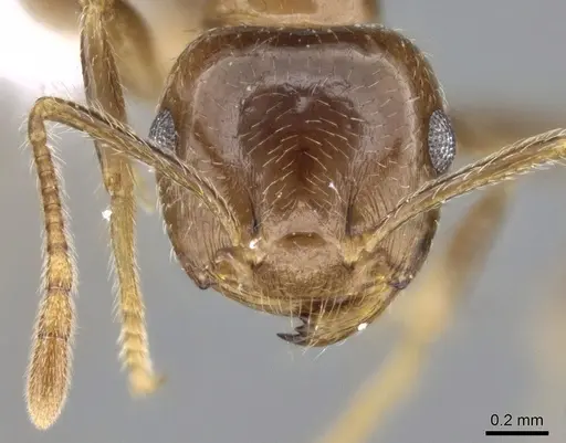 Crematogaster tavaratra specimen CASENT0436456 image casent0436456_3