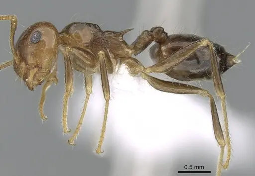 Crematogaster tavaratra specimen CASENT0436456 image casent0436456_4