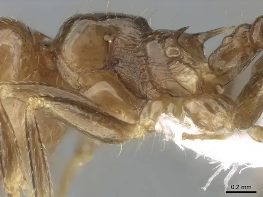 Crematogaster tavaratra specimen CASENT0436456 image casent0436456_5