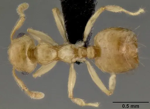 Crematogaster telolafy specimen CASENT0032779 image casent0032779_1