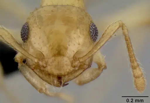 Crematogaster telolafy specimen CASENT0032779 image casent0032779_2