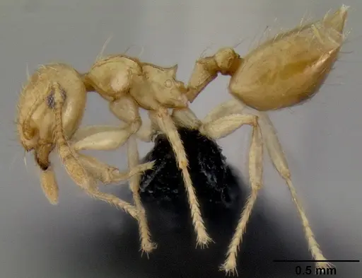 Crematogaster telolafy specimen CASENT0032779 image casent0032779_3