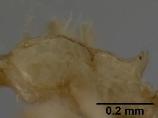 Crematogaster telolafy specimen CASENT0077869 image casent0077869_1