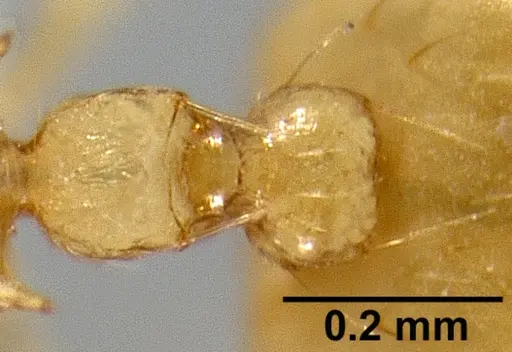Crematogaster telolafy specimen CASENT0419808 image casent0419808_1